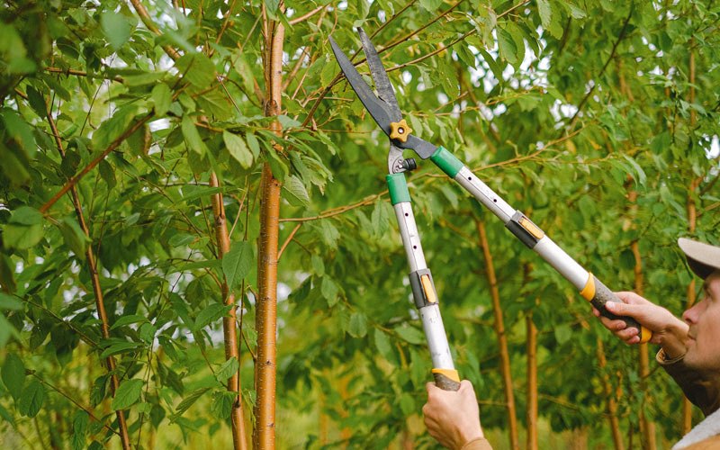 Tree trimming in Conasauga, TN