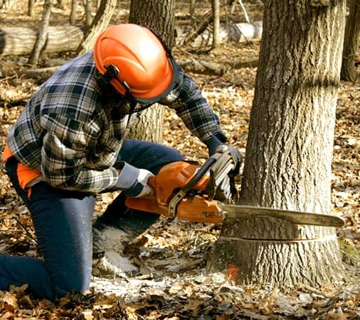 Tree Removal in Conasauga, TN